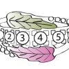 Mt Rushmore Black Hills Gold Family Jewelry Leaf and Grape Cluster Ring with 2-6, 3.5mm Synthetic Birthstones – G 908-SY - Image 6